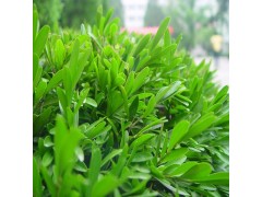 雀舌黄杨批发 工程绿化黄杨基地 种植大叶雀舌黄杨 量大从优图1