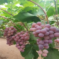 红提葡萄苗 出售各种红提葡萄苗 酿酒葡萄苗 北方苗木生产基地