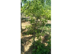 黄栌树 黄栌,基地直销黄栌,绿化苗木黄栌小苗,成活率好量大优惠,欢迎来电图2