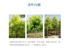 基地直销金叶白蜡树 绿化金叶白蜡树批发 佳琦农业发展有限公司图2