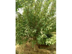 山东绚丽海棠，14公分绚丽海棠树，山东绚丽海棠 樊盛园林图3