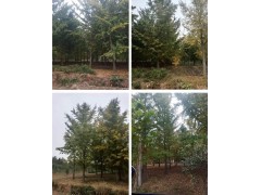 银杏 20公分银杏树 富伟银杏树 山东银杏树 坦诚银杏树价格表图2