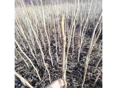 基地直销核桃楸苗 核桃苗价格 核桃楸苗种植基地 希平苗木基地图1