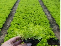 佛甲草