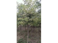 刺槐/平头刺槐 8公分刺槐树 刺槐基地 刺槐价格 众信苗圃 河北刺槐基地 刺槐图2