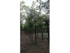 刺槐/平头刺槐 8公分刺槐树 刺槐基地 刺槐价格 众信苗圃 河北刺槐基地 刺槐图3