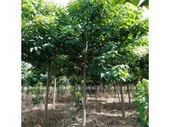 3公分楸树_周口楸树_河南金丝楸树 楸树基地 河南楸树 楸树图1