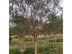 6公分紫薇 河南紫薇基地 洛阳紫薇 万亩黄杨基地 黄杨基地图2