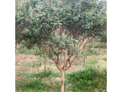 6公分紫薇 河南紫薇基地 洛阳紫薇 万亩黄杨基地 黄杨基地图3