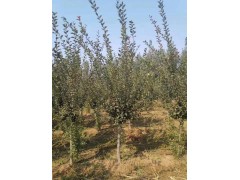 亚森苗木出售8-12公分垂丝海棠精品垂丝海棠，海棠 海棠树图1