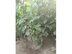塞北生态园林供应黄刺玫 大棵黄刺玫 黄刺玫 营养钵黄刺玫苗图1