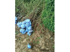 营养钵黄刺玫苗图2