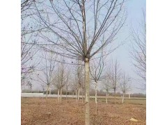 8公分法桐价格表，河南法桐，向杰农业提供各种规格精品法桐树图1