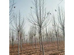 8公分法桐价格表，河南法桐，向杰农业提供各种规格精品法桐树图2