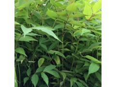 东北红豆杉种植基地供应各种红豆杉，另供黄菠萝小苗 黄菠萝苗图2