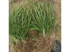 直销绿化苗麦冬草 中叶麦冬草耐寒耐踩踏 麦冬草 北京景林园林图1