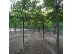 三角枫 5-15公分三角枫价格,家传苗木各种规格三角枫,滁州三角枫图2