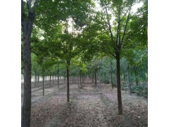 三角枫 5-15公分三角枫价格，家传苗木各种规格三角枫，滁州三角枫图3