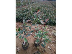 南阳红叶石楠苗，红叶石楠基地，三鑫园林大量供应红叶石楠小苗图3