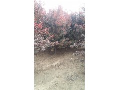 太阳李 红叶李 8公分中华太阳李价格 紫叶李价格 华城园林图1