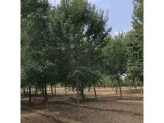 供应​丛生五角枫，元宝槭/五角枫，盘锦展鹏集团丛生元宝槭基地图1