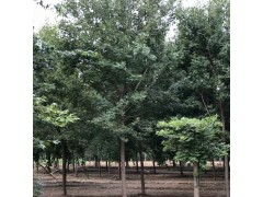 元宝槭/丛生元宝槭图1