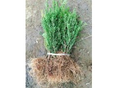 东北红豆杉种植繁育基地 红豆杉苗 红豆杉苗基地 红豆杉苗批发图1