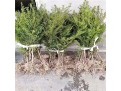 东北红豆杉种植繁育基地 红豆杉苗 红豆杉苗基地 红豆杉苗批发图2