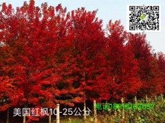 美国红枫图1