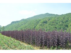 通化益锋红豆杉 紫叶稠李苗基地 紫叶稠李价格杆粗3公分价格图1