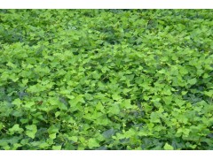 年供80万株常春藤 常春藤价格 常春藤直销基地 阡陌园艺图1