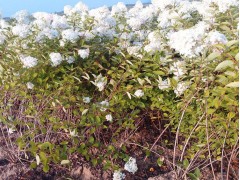 供应木绣球 绿化苗木木绣球 自产自销木绣球 鸿发种苗繁育基地图2