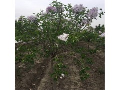 直销耐寒暴马丁香 丛生暴马丁香 暴马丁香苗 吉林希平种苗基地图1