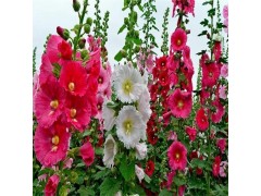 批发蜀葵苗，宿根花卉基地 批发蜀葵花苗 诚美花卉苗木基地图2