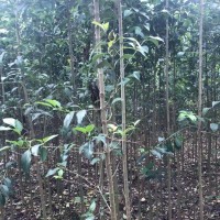 河南大叶女贞苗 2公分大叶女贞大量供应 万亩黄杨基地-王社教