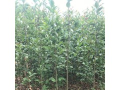 河南大叶女贞苗 2公分大叶女贞大量供应 万亩黄杨基地图2