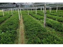 大量供应红豆杉籽播苗，三年生红豆杉籽播苗现货供应，红豆杉图2