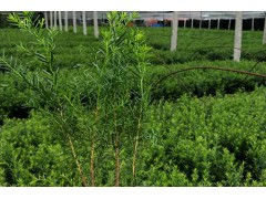 大量供应红豆杉籽播苗，三年生红豆杉籽播苗现货供应，红豆杉图3