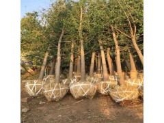 18公分实生银杏树供应 银杏树 江苏银杏 邳州文森苗木基地图1