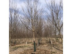 三角枫/金陵红三角枫图2