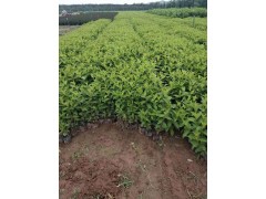 红王子锦带苗图2