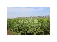 楸树基地直供 楸树小苗 2-6公分优质楸树小苗批发 向杰农业图1