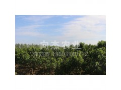 楸树基地直供 楸树小苗 2-6公分优质楸树小苗批发 向杰农业图2