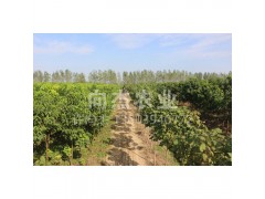 楸树基地直供 楸树小苗 2-6公分优质楸树小苗批发 向杰农业图3