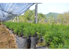红豆杉盆景批发 东北红豆杉盆景 益锋红豆杉 东北红豆杉盆景园图1