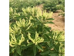 金银花盆景 金银花小苗繁育中心 邢台金银花 河北邢台利亚园林图1