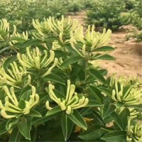 金银花盆景 金银花小苗繁育中心 邢台金银花 河北邢台利亚园林