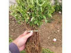 金银花盆景 金银花小苗繁育中心 邢台金银花 河北邢台利亚园林图2