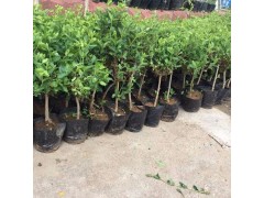 金银花盆景 金银花小苗繁育中心 邢台金银花 河北邢台利亚园林图3