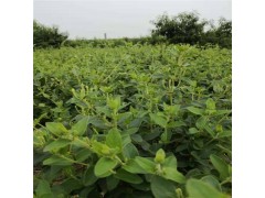 金银花/金银花盆景/金银花小苗图3